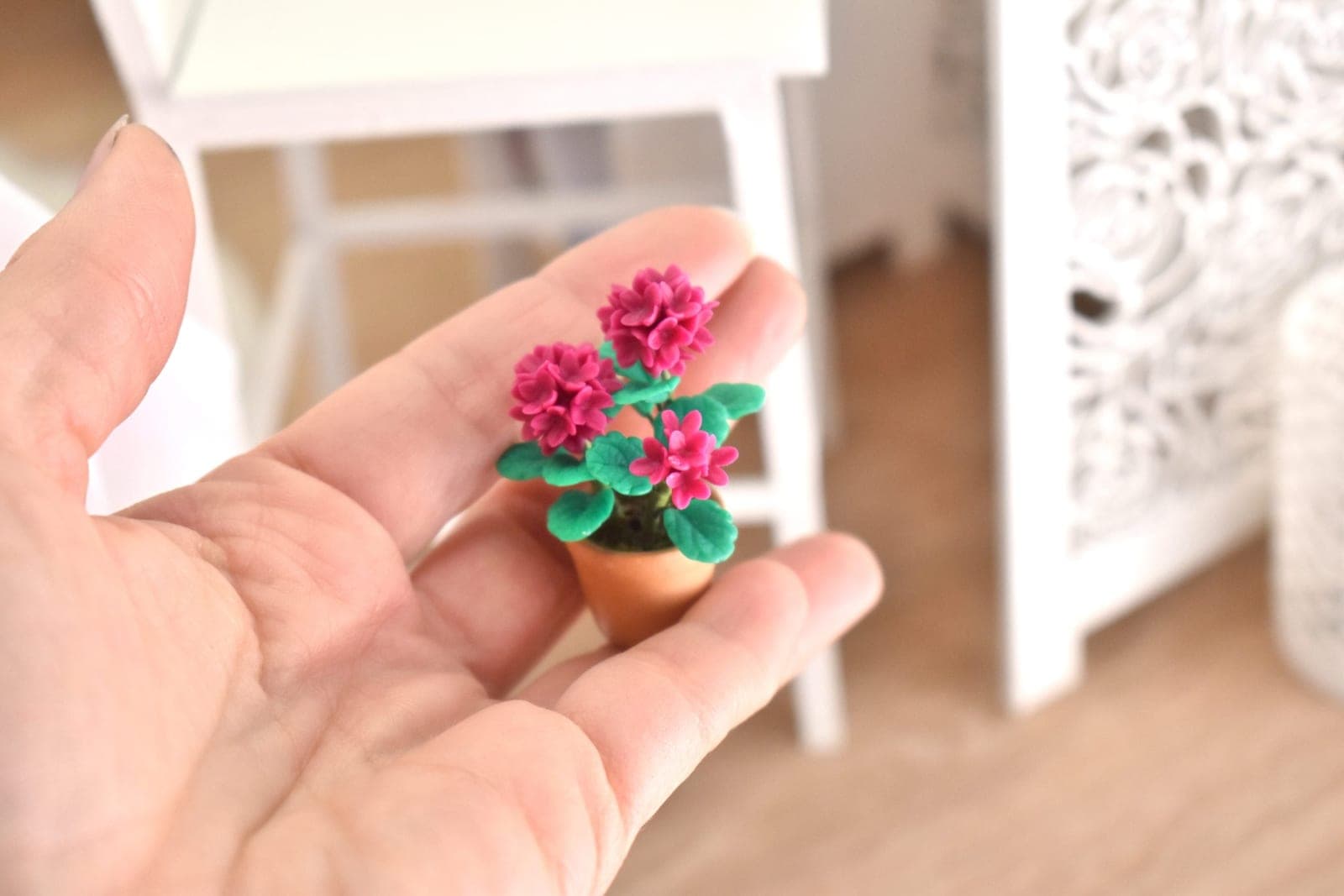 plantes miniature