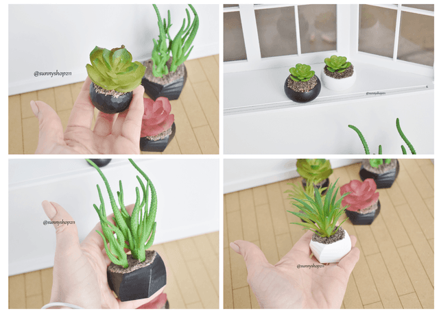 Plants