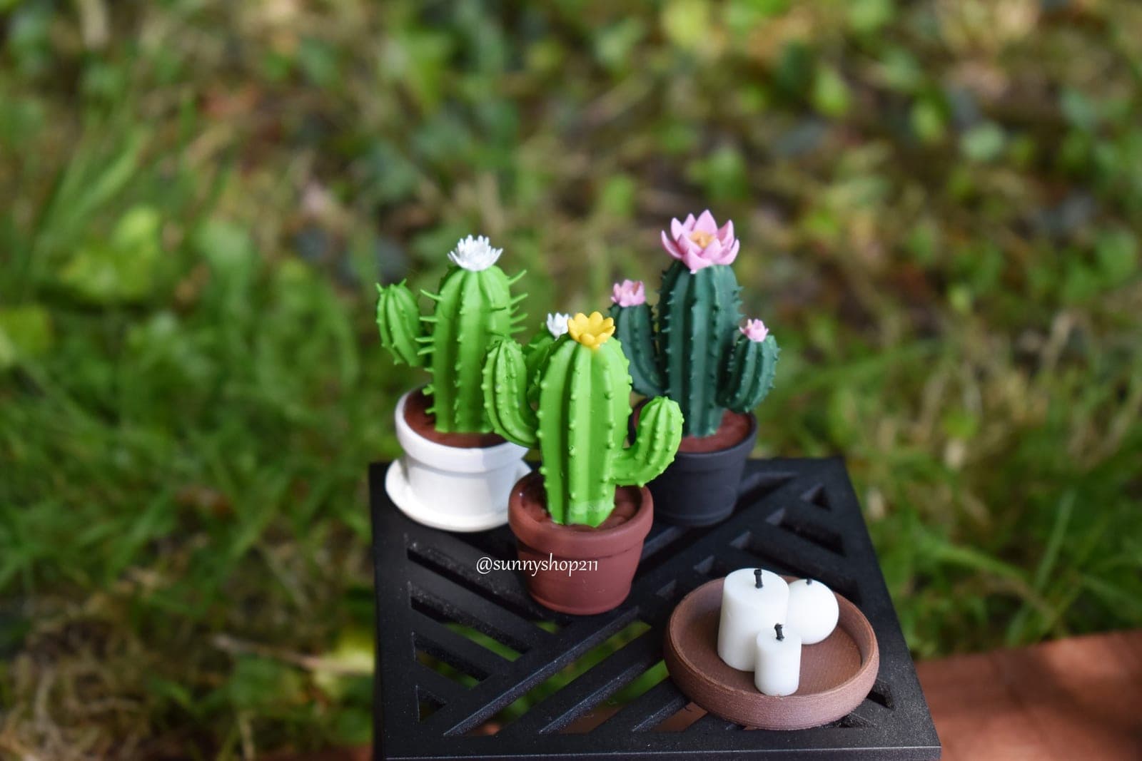 ? Cactus miniature fleuri – 3 modèles au choix – 1/6 · 1/4