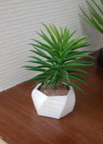 Plante miniature