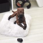 Shar-peï bjd "Aria" 1/4 , 1/6, dolls, minifee, Barbie