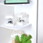 Mini terrarium araignée 1/6, 1/4