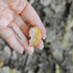 Queue de biche bjd 1/4 simulation MSD minifee